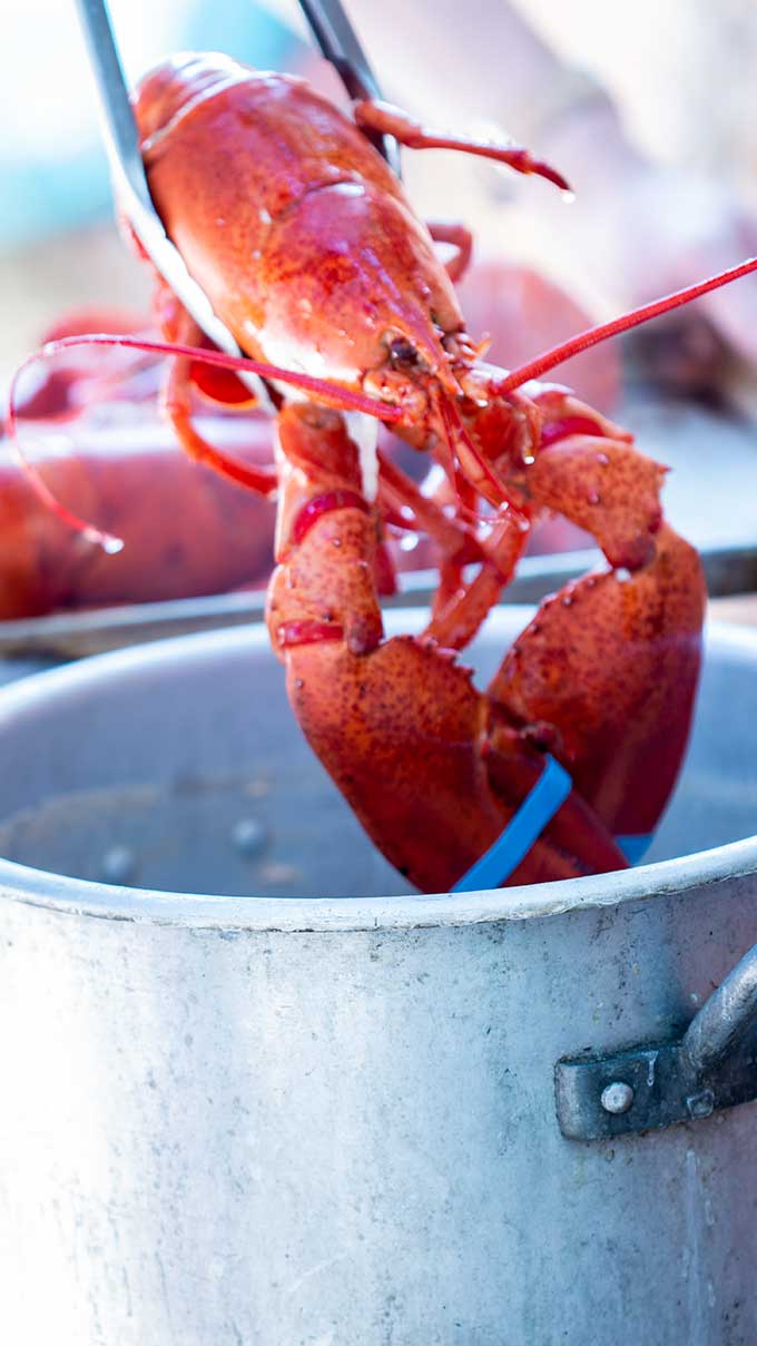 How To Cook Live Lobster Cooked Out Of Pot 